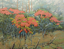 Sumac Canopy